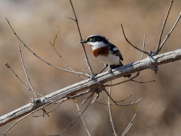 Witflankvliegenvanger (Batis molitor)